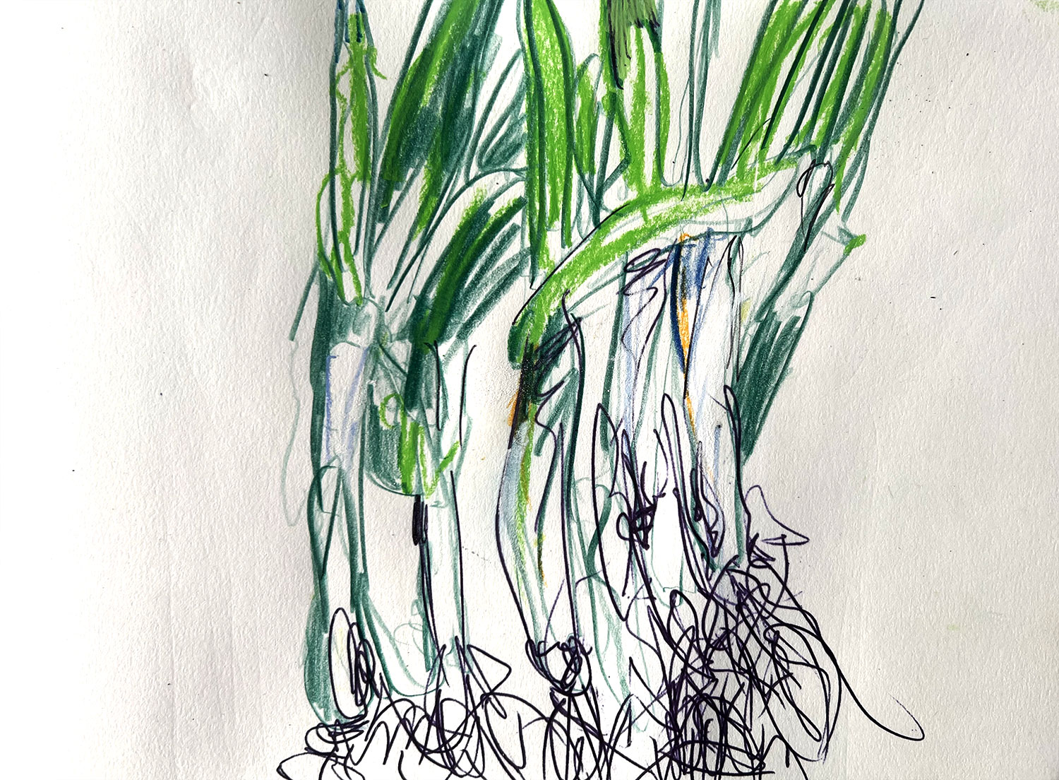 "Primaverazwiebeln" · 20 x 30 · Aquarellstift/Kuli · 2022