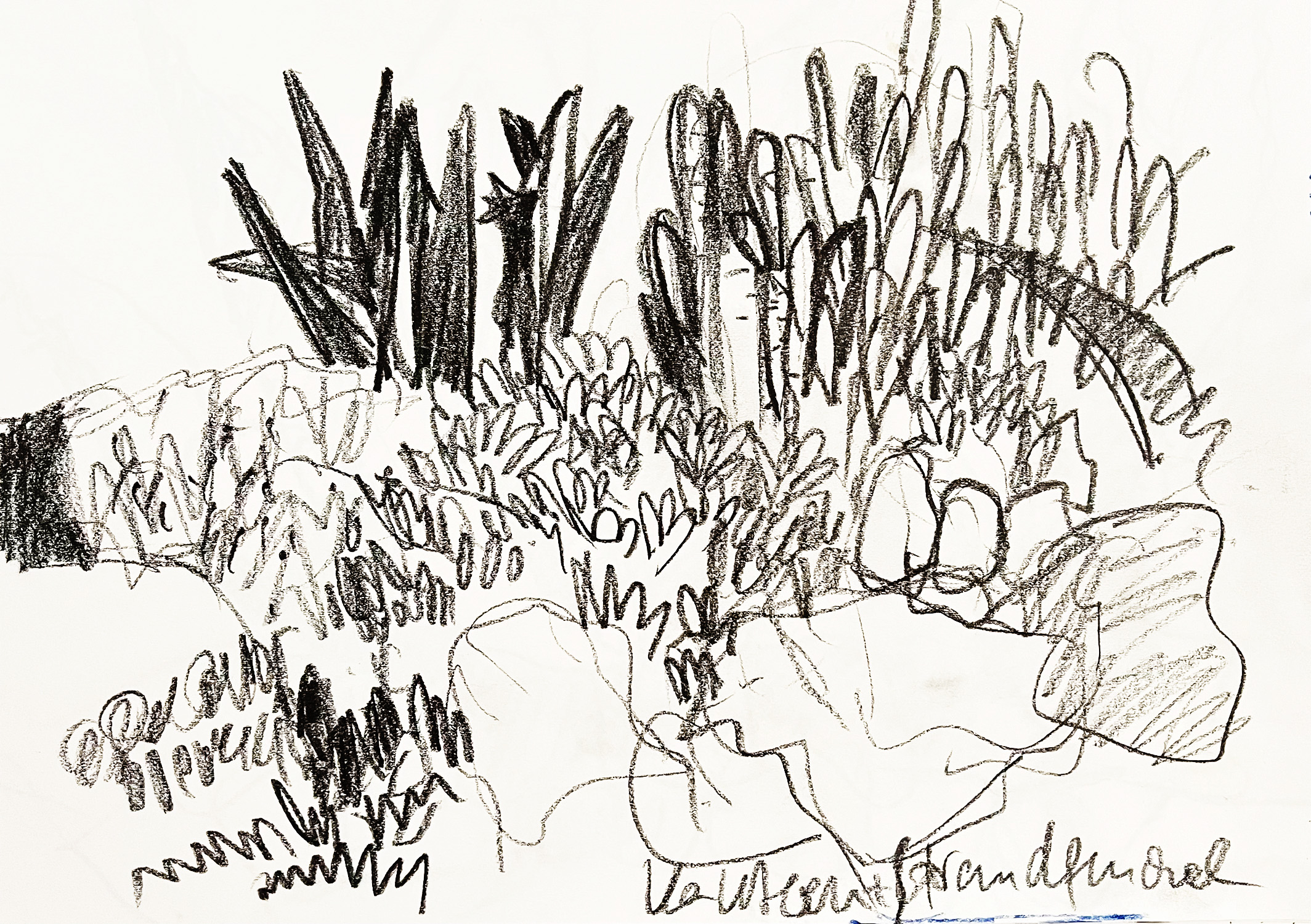 "Kakteen + Strandfenchel" · A4 · Graphit · 2021